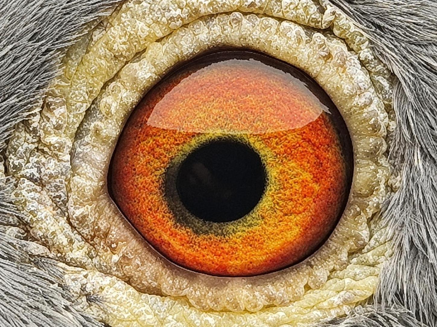 Pigeon eye